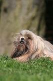 LHASSA APSO 124